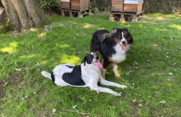 Schloss Nidda - FeWo mit Privatgarten, Fellnasen willkommen! - Foto 20