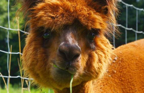 Urlaub mit Alpakas - Foto 38