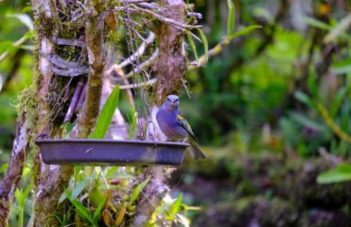 Casa em penedo com cachoeira - Photo 17