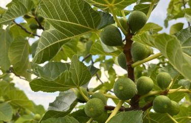 La Corte Cetona - Foto 36