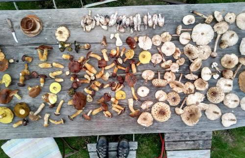 Hollerhof - Urwüchsiges Paradies - Kreativurlaub - Foto 39