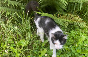 Les gîtes de Blandine - Foto 28