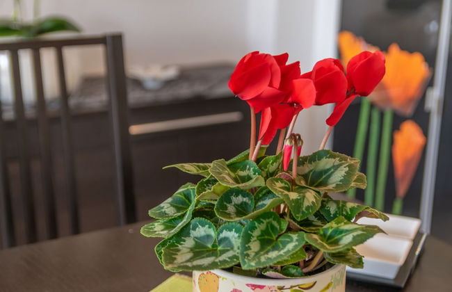 Casa Pilar in Mallorca - Foto 13