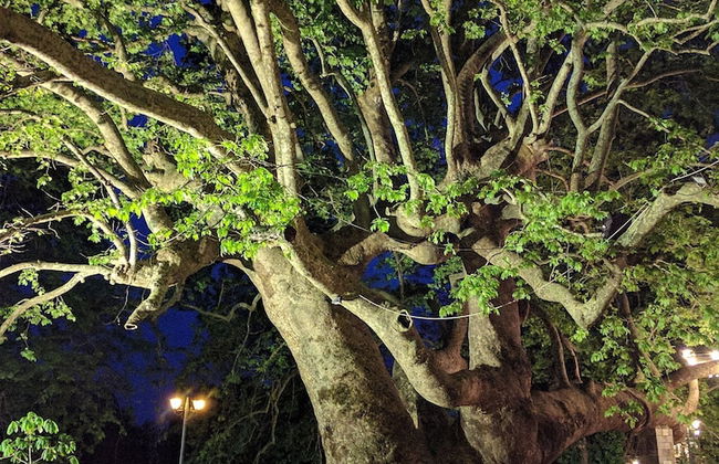 Grandpa s Ouse in Tsagkarada - Foto 29