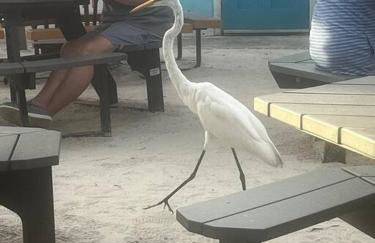 Classic Floridian Oasis w/Pool - Foto 62