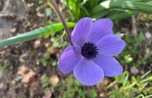 Stonevillas and Seaview Garden Marion - Foto 41