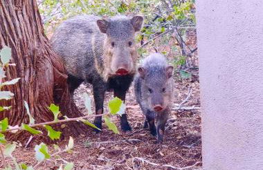 Sedona StarGazing Retreat Glowing Red Rock views - Foto 60