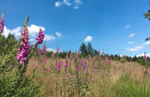 Ferienwohnung Wahl - Photo 13