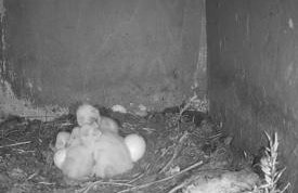 The Udderhouse - Udderly Unforgettable Retreat - Foto 20