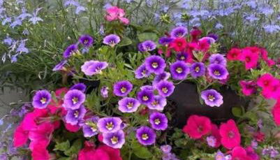 Reidochie Stables luxury haven overlooking garden - Foto 4, Garden