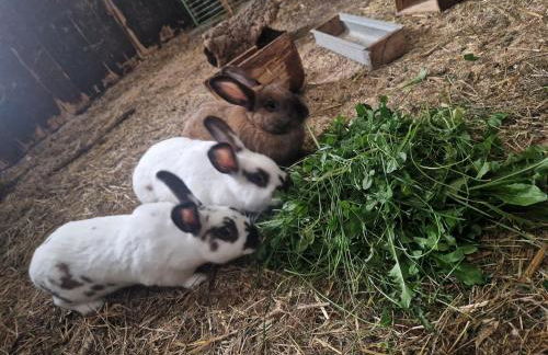 Ferienhaus Schilz II - Urlaub auf dem Bauernhof - Foto 27