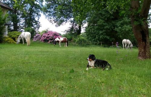 Mühlenbach Kotten- Bauernhofurlaub mit Hund und Pferd - Foto 11
