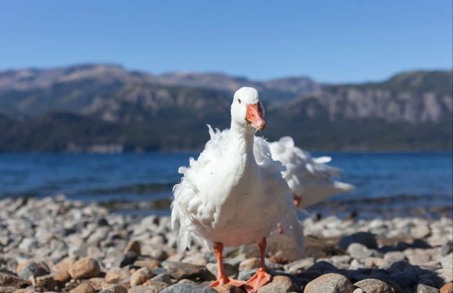 Day Trip to Villa Traful - Foto 7