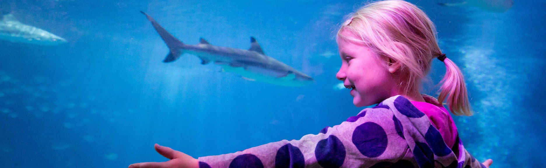 SEA LIFE® Ticket - Foto 1