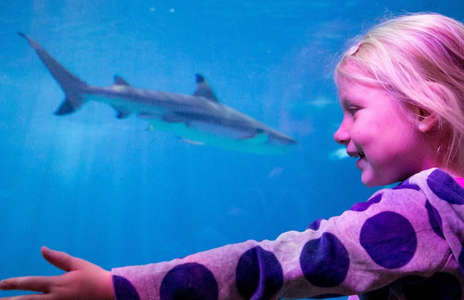 SEA LIFE® Ticket - Foto 1