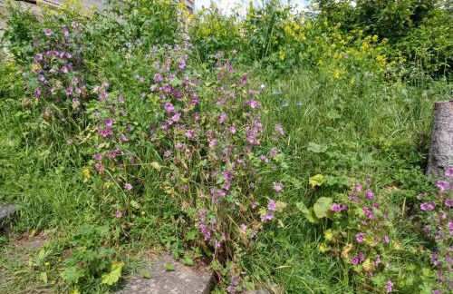 Ferienhaus Fräulein Frenz - Foto 13