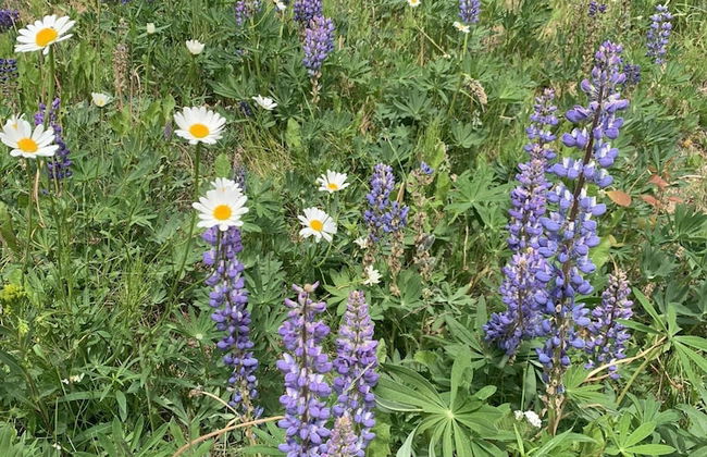 Joy's Kenai River Cabins - Foto 56