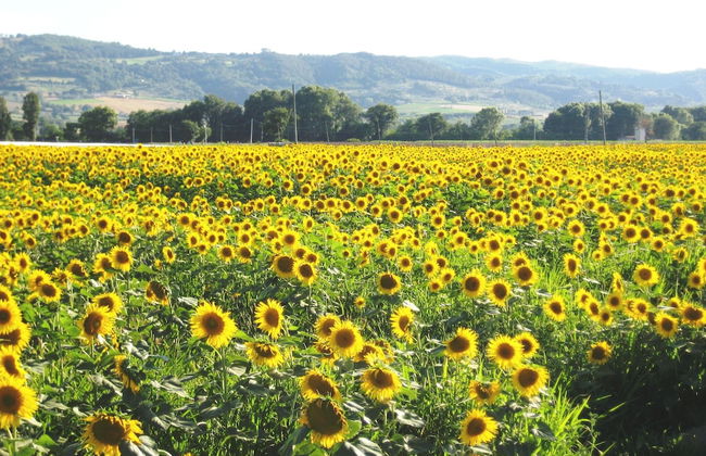 Villa Colle di Rocco - Foto 25