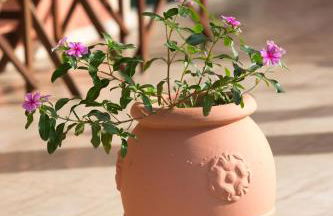 Nikodimos Garden Studios - Foto 23