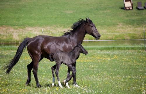 Chalet in Wendorf - Photo 21