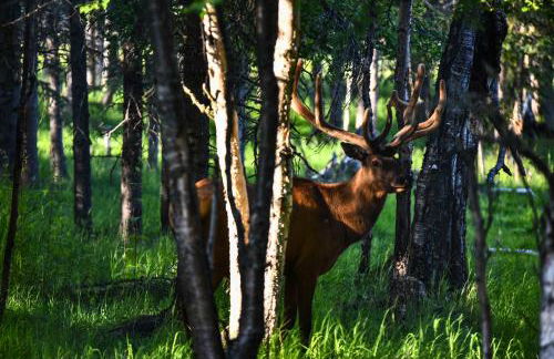 Legacy Mountain Lodge on 40-Acre Ranch with Views! - Foto 42