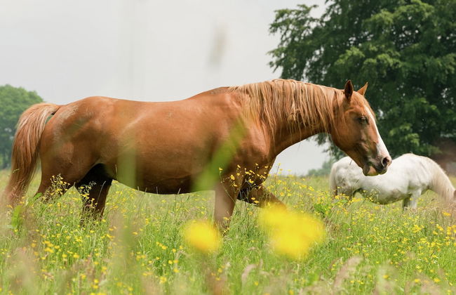 Farm With Lovely Panoramic Views - Foto 25