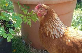 Driftwood Cottage - Foto 46