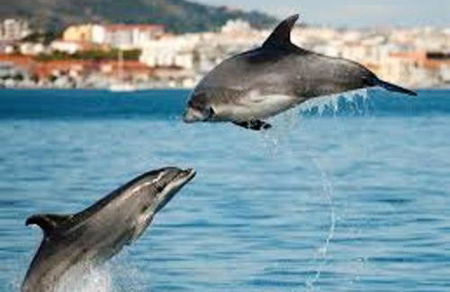 Spacious Villa in Palmela with Private Pool and Garden - Foto 36