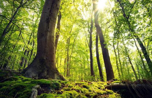 Holiday Home in Willingen-neerdar - Foto 43