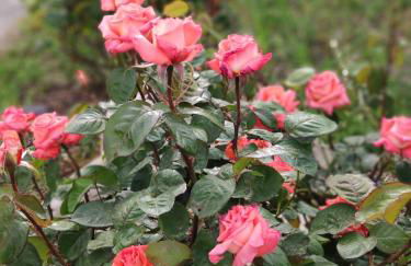 Green Farm-small paradise! - Foto 13