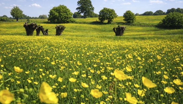 Bungalowpark Landsrade - Foto 5, House
