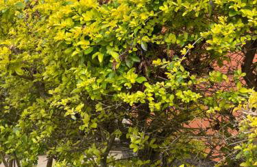 Casa Laranja Imbituba - Foto 39