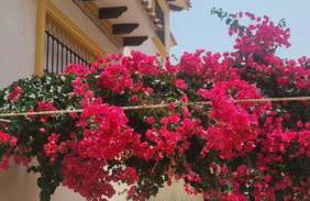 Casa Mario, La Zenia Boulevard area,fantastic 2 bedrooms, 2 bathrooms house with communal swimming pool and barbecue - Photo 19