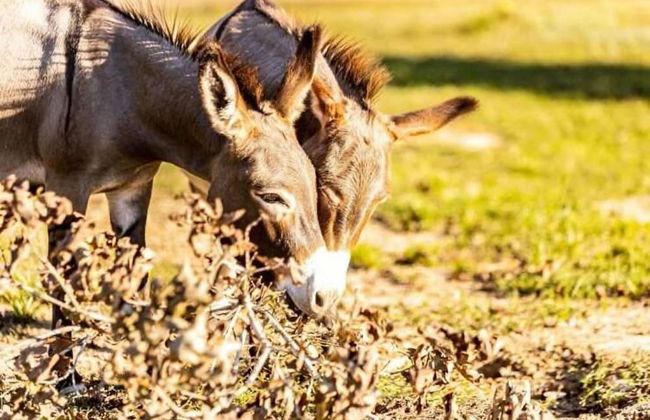 Stunning 1-bed Glamping Tent in Cleveland - Foto 12