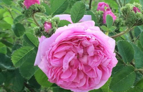 Cascina Vicentini - Foto 80