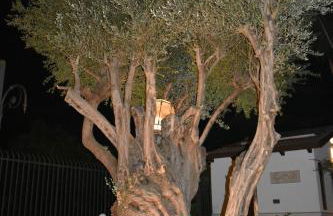 Villa Caterina - Foto 49