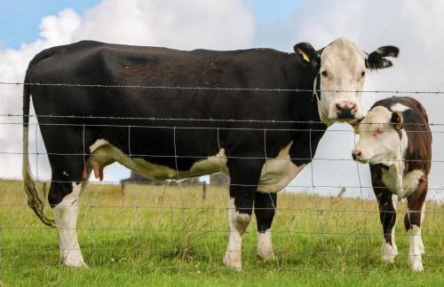 Downsdale Cottage - Foto 22