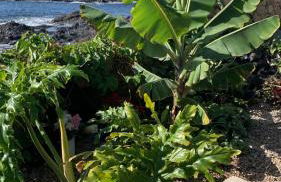 Little Paradise in El Médano - Foto 19