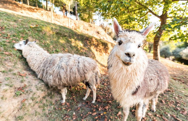 Farmhouse in Tuscany With Pool Near Montecastello - Foto 31