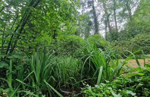 Ferienhaus Thymian in Hatten bei Oldenburg - Idyllische Waldlage - Foto 55