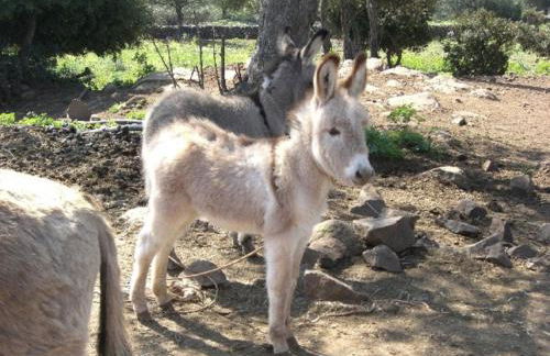 Country House S'Ozzastru - Foto 46