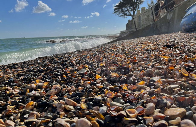 The Timbers in Seaview - Foto 44