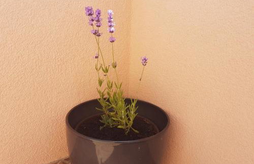 Studio apartment Laura || - Photo 17