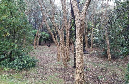 Appt Seignosse le Penon - plages commerces à pied - Foto 26