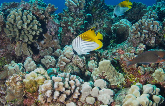 Immersione per principianti a Lahaina - Foto 8