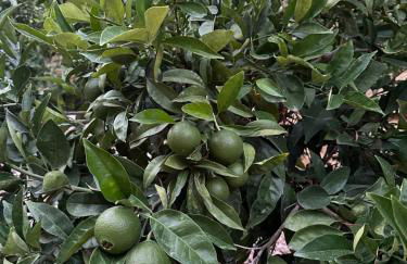 Los Arqueros Las Jacarandas - Photo 29