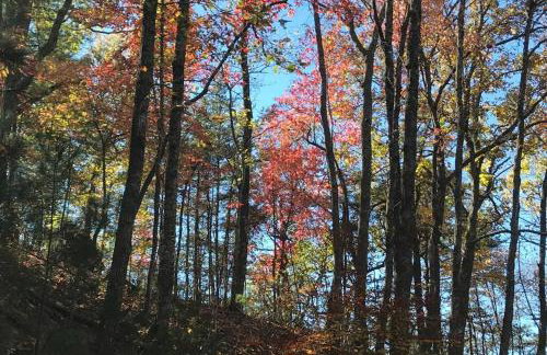 The Deer Run - Foto 23