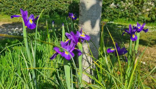 Kêr Neizh Breizh - Gîtes de Charme - Le Petit Châtelier - Foto 5, Garden