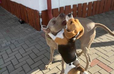 Tawerna Pod Kotwicą pokoje i domy wakacyjne - Foto 33