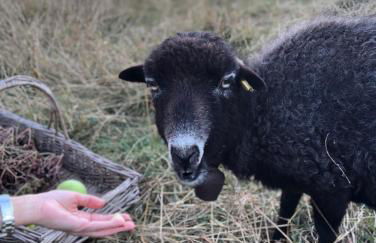 Die Landhaus Suite im Landhaus im Park - Foto 14